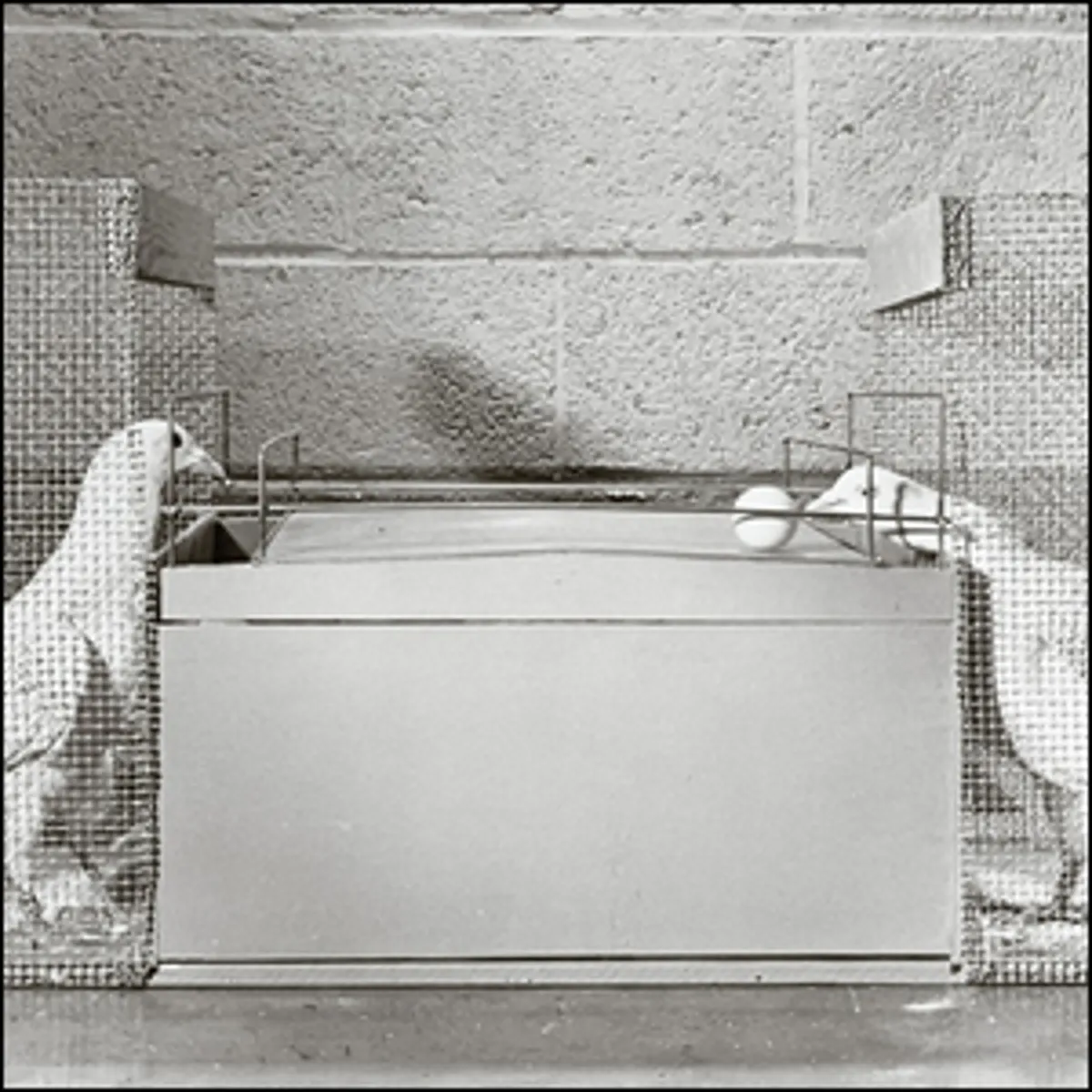 Чи можуть голуби грати в пінг-понг?